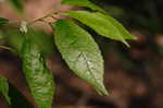 Common winterberry